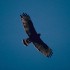 Discover the Ancient Sport of Falconry in England’s Cotswolds