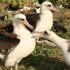 Rescue and Rehabilitation at the Suncoast Seabird Sanctuary