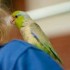 Pet Birds: Yellow-Faced Parrotlets