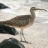 Bird Watching in Oman – A Rewarding Experience