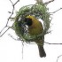 Incredible Condo-Building Weavers