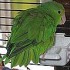Pet Birds: Green-Rumped Parrotlets