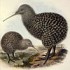 Flightless Birds of New Zealand
