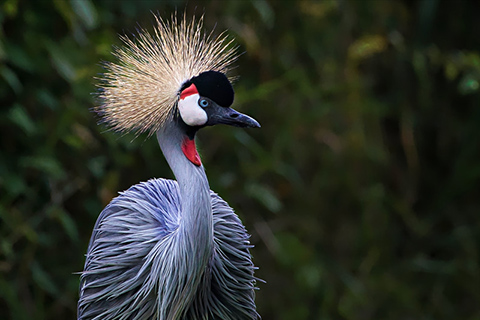 Discover and Learn about Birds - Birds.com